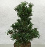 992c894e-c2bc-11ef-8915-246e9611e8f5-1