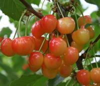 03a753a9-be4f-11f0-891d-246e9611e8f7-1