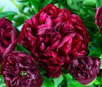 b0a07aa1-fffc-11f0-8924-246e9611e8f6-1