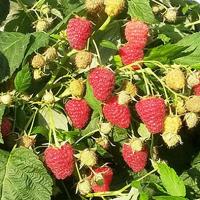 ac4ea05a-1259-11f1-8924-246e9611e8f6-1