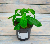 Screenshot 2026-01-26 at 13-33-13 Пахистахис d9 - купить оптом и в розницу в Москве. - Цветочная компания Харченко