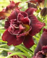 fec7fb67-a08b-11e3-8625-001e673ebdea-1