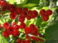 fe976782-036f-11ee-88b6-001e673ebdea-1