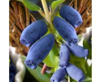 3677469e-b8bf-11f0-891d-246e9611e8f7-1