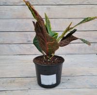 Снимок экрана_26-1-2026_144444_rassadacvetov.ru