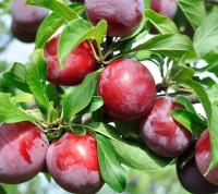 800f49e2-cc09-11ef-8915-246e9611e8f5-1