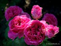 f095bd39-27cc-11e8-9db1-005056c00008-1
