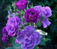 c7a29102-27cc-11e8-9db1-005056c00008-1
