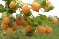 e79824b2-d32c-11ef-8915-246e9611e8f5-1