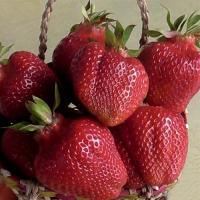 Александра