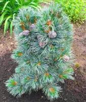 3db2343f-d74b-11f0-891e-246e9611e8f6-1