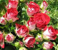 3a50c07a-361b-11ef-890e-246e9611e8f7-1