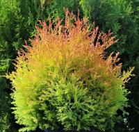 2ec918ab-3d82-11e8-8910-005056c00008-1