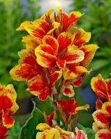 c2321c31-7be6-11ea-b7ee-005056c00008-1