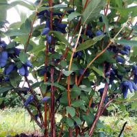 ba2115d7-25d7-11f0-8918-246e9611e8f6-1