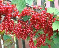 9ffc1e9a-1b7f-11f0-8918-246e9611e8f6-1