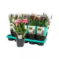 8b3db1e8-b69c-11ee-9f80-001e673ebdea-1