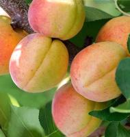 5a4335e4-f3ab-11f0-8923-246e9611e8f6-1