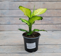 Screenshot 2026-01-26 at 12-33-49 Диффенбахия Саммер Стайл Summer Style d12 - купить оптом и в розницу в Москве. - Цветочная компания Харченко