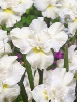 d41a92ae-72bb-11ec-8bcd-005056c00008-1