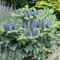 79669730-43c6-11e8-8910-005056c00008-1