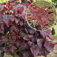 fb8df08f-43ba-11e8-8910-005056c00008-1