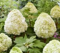 9122a064-c1fc-11f0-891d-246e9611e8f7-1