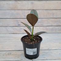 d03cb91d-ded6-4672-93b2-166cb8a157ff