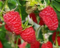 ff21cb32-d547-11ed-97e3-001e673ebdea-1