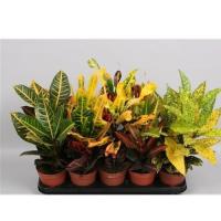 723d67db-54b0-11ef-8910-246e9611e8f6-1