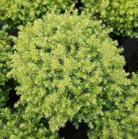 66106d66-3d82-11e8-8910-005056c00008-1