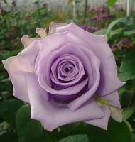 dddf0d49-2434-11e8-9db1-005056c00008-1