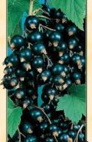 5654d0ab-1078-11de-825b-001bfcfe401e-1