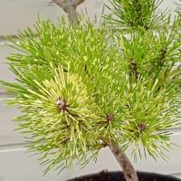 7340a841-c28f-11ef-8915-246e9611e8f5-1