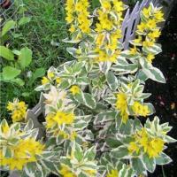 9945f711-21c9-11f0-8918-246e9611e8f6-1