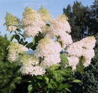 5adee0a6-bf0b-11f0-891d-246e9611e8f7-1