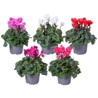 0303e987-7a79-11eb-aff5-005056c00008-1