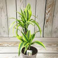 d036c64f-7d61-11ee-ae0a-001e673ebdea-1