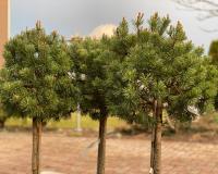 766d08ba-c2ac-11ef-8915-246e9611e8f5-1