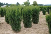 d51c6dd7-2bce-11f0-8918-246e9611e8f6-1