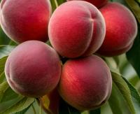 6efae21f-f39b-11f0-8923-246e9611e8f6-1