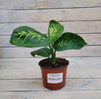 Снимок экрана_26-1-2026_121548_rassadacvetov.ru