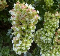 ef18625e-c1fb-11f0-891d-246e9611e8f7-1