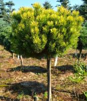 46e5d195-d737-11f0-891e-246e9611e8f6-1