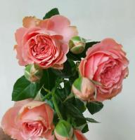 88801cf7-281a-11e8-9db1-005056c00008-1