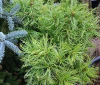 31911638-d4fe-11f0-891e-246e9611e8f6-1