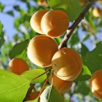 879976e0-f3b1-11f0-8923-246e9611e8f6-1