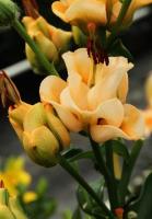 ce4497b1-675b-11ed-bd4c-001e673ebdea-1