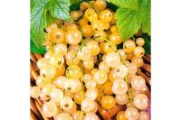 d7d020a6-cc25-11ef-8915-246e9611e8f5-1