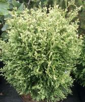 26e04f2b-c367-11ef-8915-246e9611e8f5-1